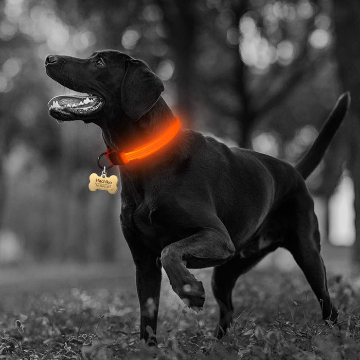 5-Piece Set of Illuminated Nylon Dog Collars: blue, orange dog, functional pet accessory style