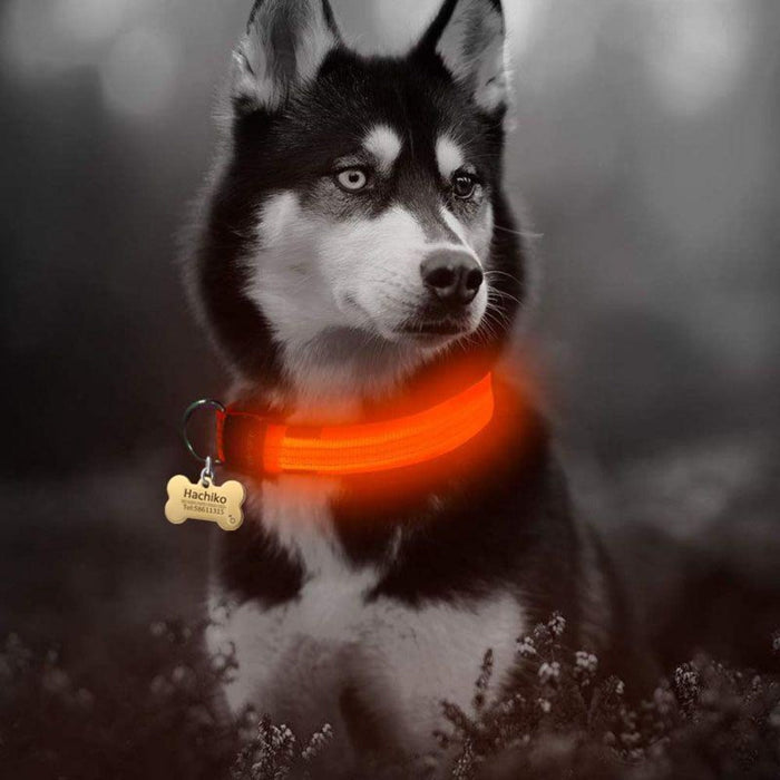 5-Piece Set of Illuminated Nylon Dog Collars: blue, orange dog, functional pet accessory style