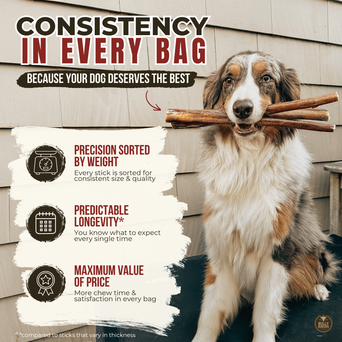 Single-ingredient beef braided bully stick - no additives, no rawhide | Ombrava