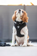 Midnight MaxComfort Dog Harness – Build Your Own Bundle