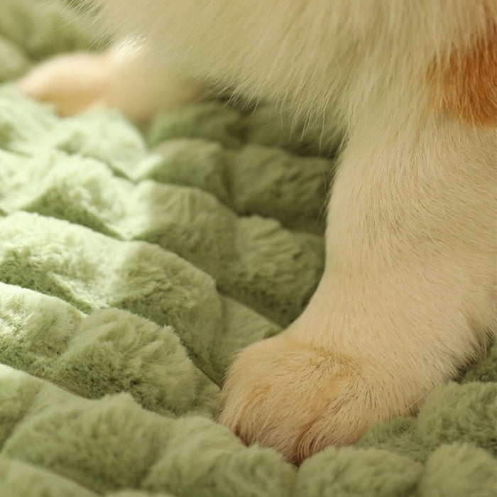 Pet Pillow Bed Combo: light green, white dog, cozy style