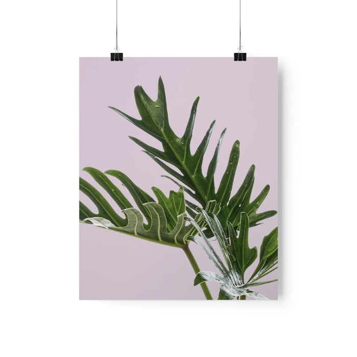 Pink Poster, Philodendron Delight: pale pink, dark green green split-leaf plant foliage, minimal botanical style