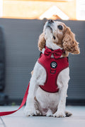 Ruby Dog MaxComfort Harness – Build Your Own Bundle