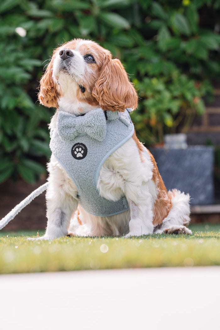 Teddy Blue Bowtie