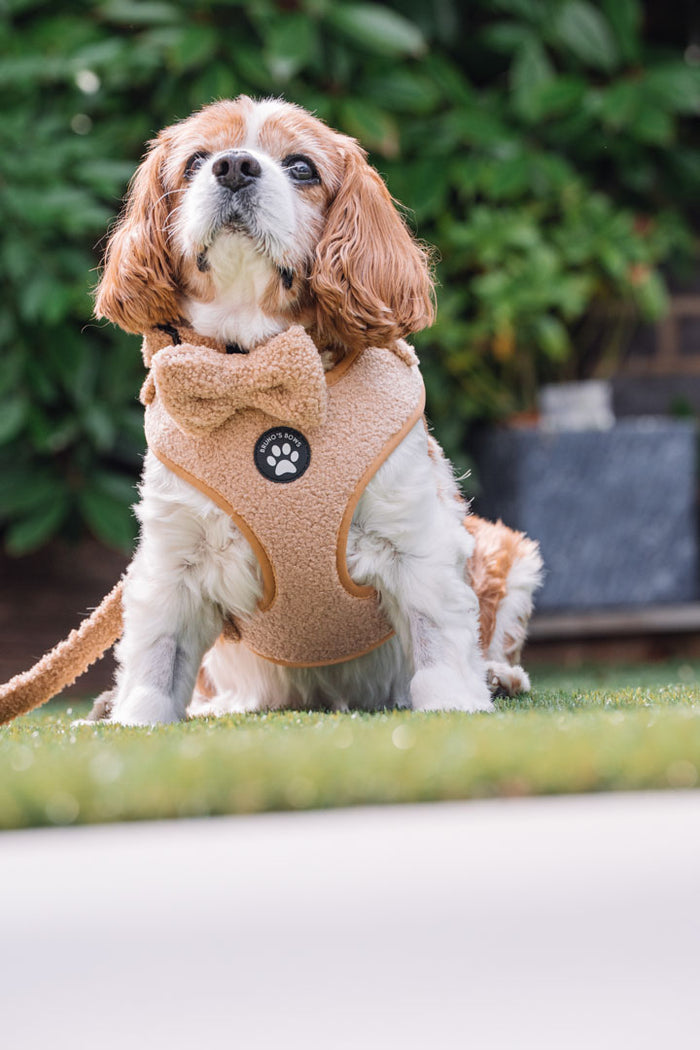 Teddy Dog Harness Bundle - Brown