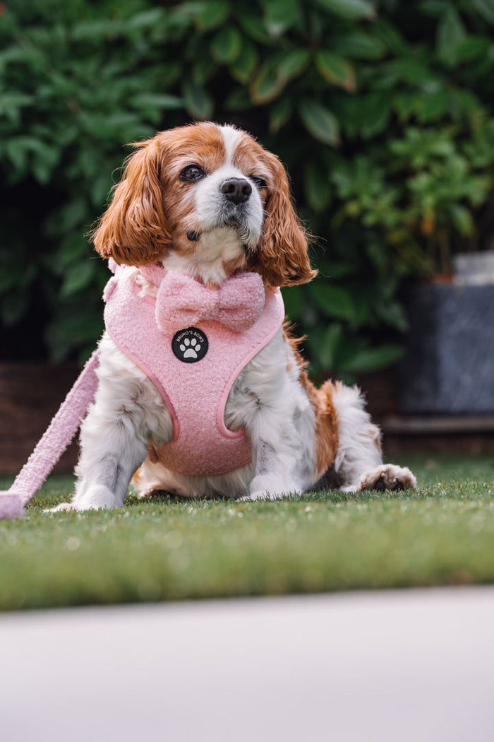 Teddy Harness Bundle - Pink