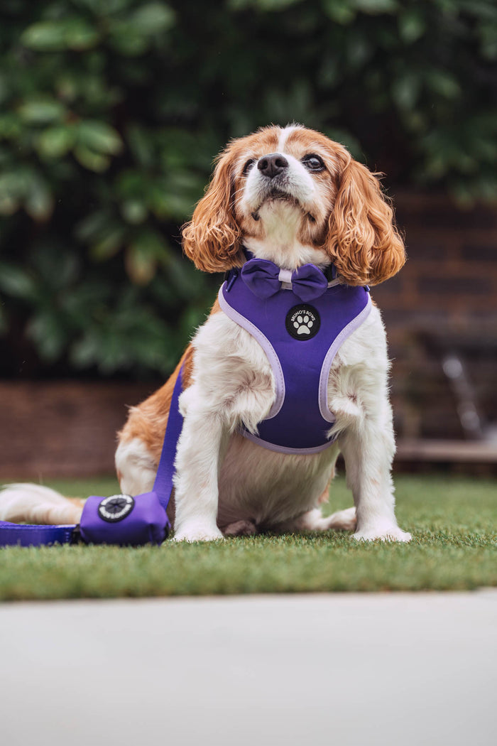 Violet MaxComfort Dog Harness - Built for All-Day Comfort